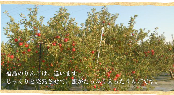 福島のりんごは、違います。じっくりと完熟させたりんごです。