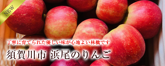 丁寧に育てられた優しい味が心地よい林檎です。須賀川市 浜尾のりんご